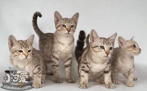 澳大利亞霧貓抑郁癥怎么治療