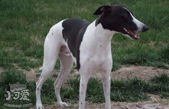 惠比特犬怎么養(yǎng) 惠比特犬飼養(yǎng)心得分享1