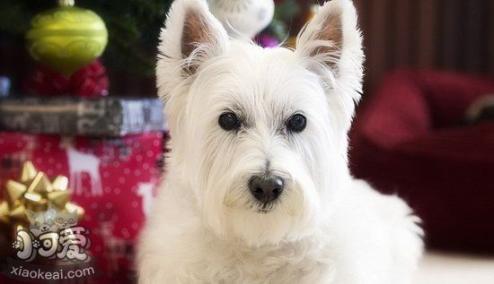 西高地白梗怎么梳毛 西高地白梗日常梳毛注意要點(diǎn)