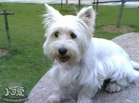 西高地白梗幼犬怎么養 兩三個月的小西高地白梗喂養方法1