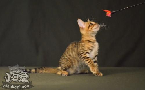 玩具虎貓得了肺炎怎么辦 肺炎治療方法