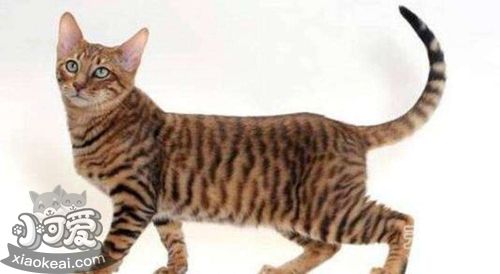 玩具虎貓厭食怎么治療 厭食治療方法