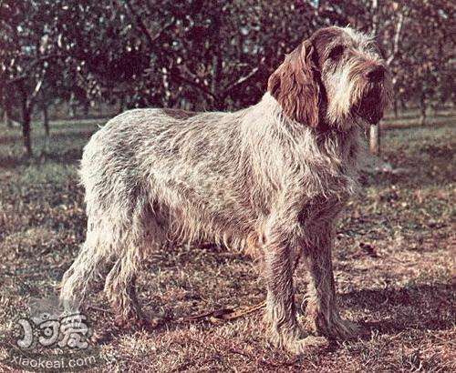 史畢諾犬怎么養  史畢諾犬飼養要點