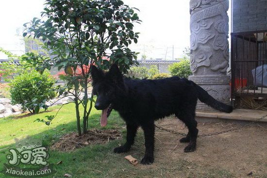 比利時牧羊犬吃什么好 比利時牧羊犬狗糧選擇推薦1