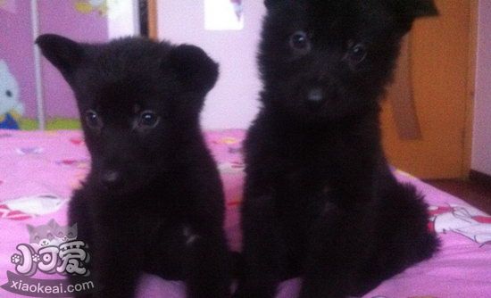 比利時牧羊犬幼犬怎么喂 比利時牧羊幼犬喂養方法1