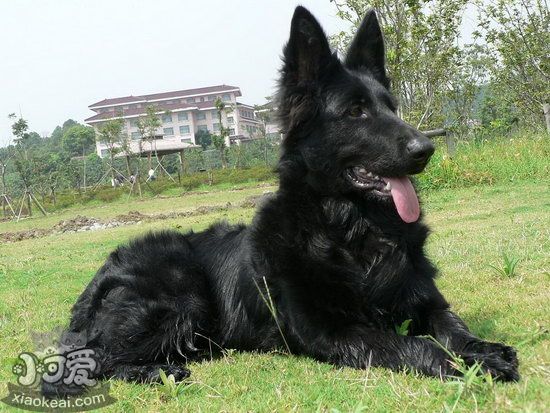 比利時(shí)牧羊犬怎么洗澡 比利時(shí)牧羊犬洗澡流程1