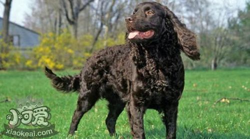 美國水獵犬毛發(fā)怎么修剪 大型美國水獵犬修剪方法