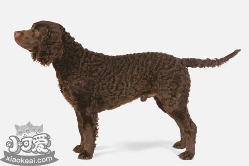 美國(guó)水獵犬怎么洗澡 美國(guó)水獵犬洗澡步驟