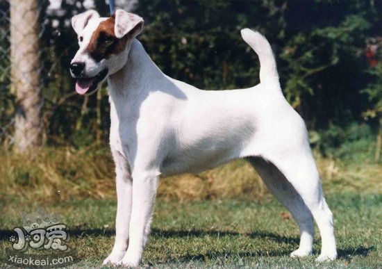 短毛獵狐梗怎么洗澡 短毛獵狐梗洗澡步驟1