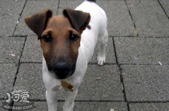 短毛獵狐梗怎么喂養 短毛獵狐梗飼養常識1