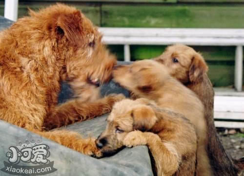 愛爾蘭梗多久洗一次澡 愛爾蘭梗洗澡步驟