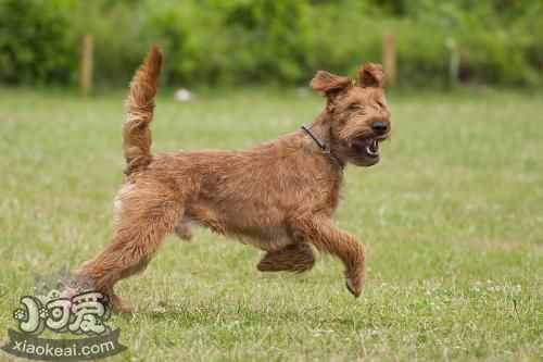 愛爾蘭梗好養(yǎng)嗎 愛爾蘭梗飼養(yǎng)手冊