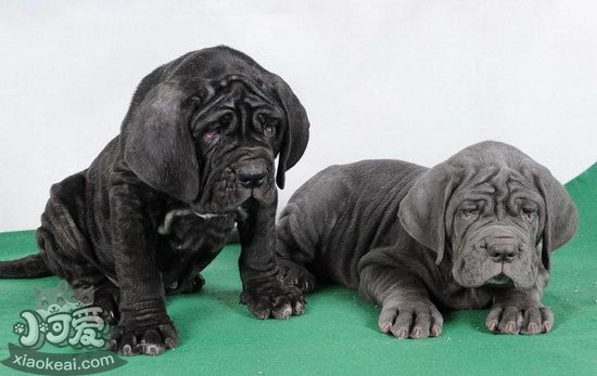 扭玻利頓犬怎么洗澡 扭玻利頓犬洗澡步驟1