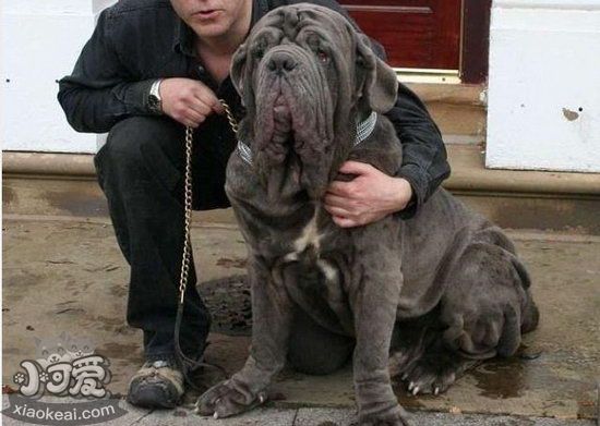 扭玻利頓犬耳朵怎么清潔 扭玻利頓犬耳朵清潔護理方法1