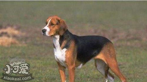 英國獵狐犬吃什么 英國獵狐犬喂養(yǎng)知識