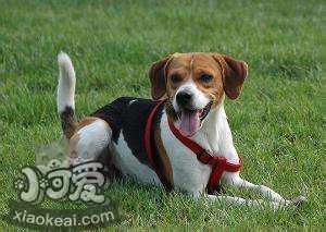 英國獵狐犬如何洗澡 英國獵狐犬洗澡步驟