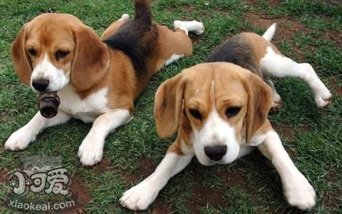 英國獵狐犬怎么養 英國獵狐犬飼養方法