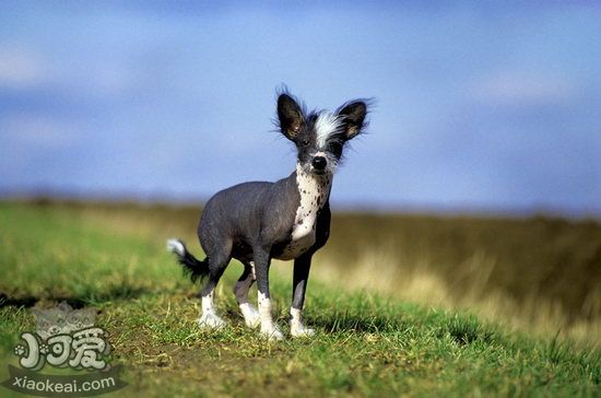冠毛犬吃什么狗糧好 中國冠毛犬狗糧選擇推薦1