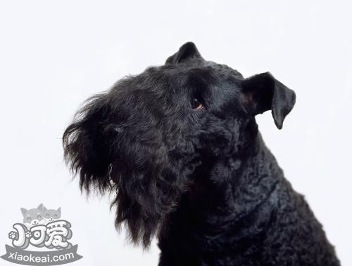 凱利藍(lán)梗怎么喂養(yǎng) 凱利藍(lán)梗喂養(yǎng)手冊(cè)