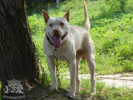 下司犬怎么護(hù)理 下司犬日常護(hù)理方法1