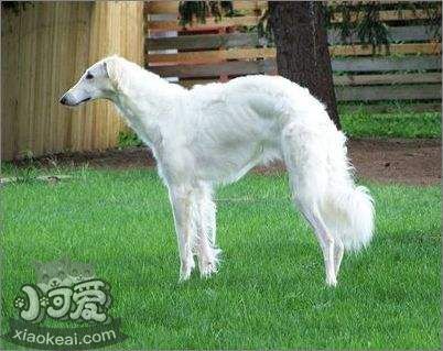 蘇俄獵狼犬好養嗎 蘇俄獵狼犬飼養方法