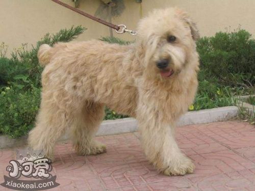 愛爾蘭軟毛梗怎么護毛 愛爾蘭軟毛梗毛發護理方法