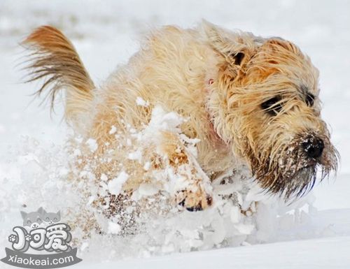 怎么給愛爾蘭軟毛梗洗澡 愛爾蘭軟毛梗洗澡步驟