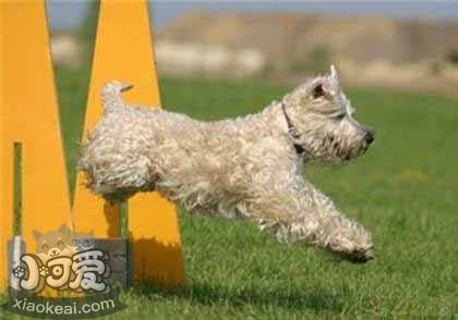 愛爾蘭軟毛梗幼犬怎么養 愛爾蘭軟毛梗喂養指南