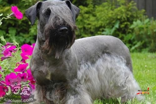 捷克梗每天喂幾次 捷克梗喂食次數(shù)介紹