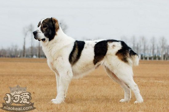 中亞牧羊犬怎么養 中亞牧羊犬飼養護理方法1