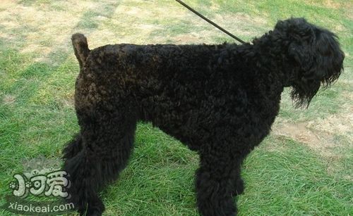 黑俄羅斯梗幼犬吃什么 幼犬每日飲食介紹