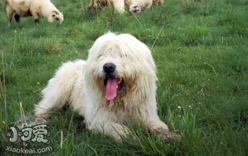 波蘭低地牧羊犬怎么美容 毛發美容教程