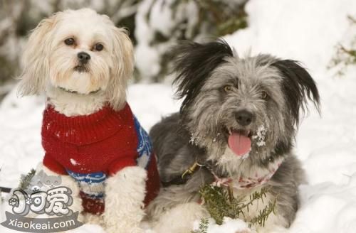 波蘭低地牧羊犬性格好不好 波蘭低地牧羊犬性格介紹