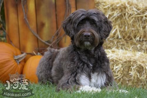 葡萄牙水犬怎么養 葡萄牙水犬飼養注意事項