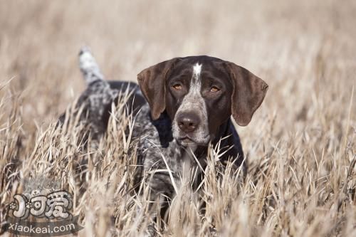 怎么幫德國硬毛波音達修毛