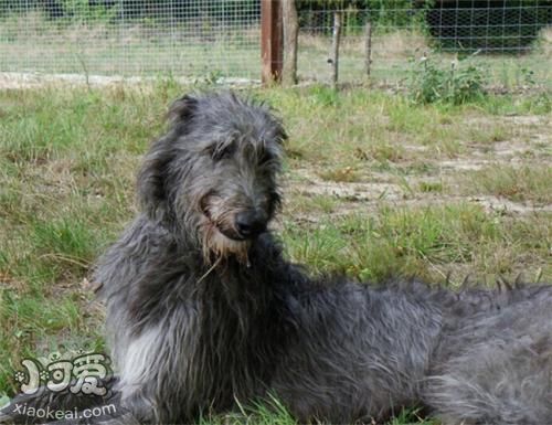 蘇格蘭獵鹿犬毛發怎么護理 毛發日常護理方法