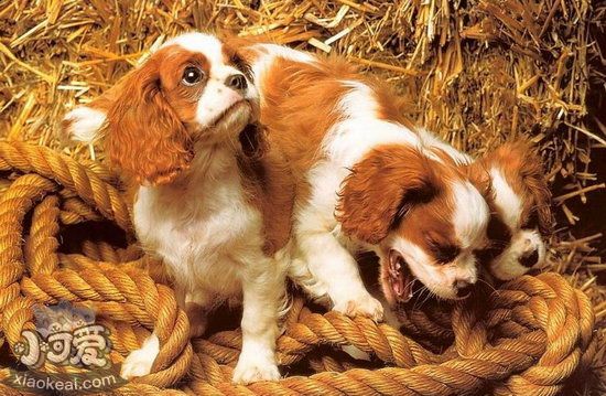 騎士查理王小獵犬不能吃什么東西介紹1