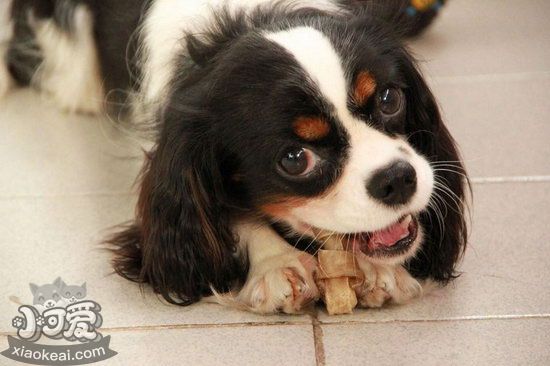 騎士查理王小獵犬怎么美容 騎士查理王小獵犬美容方法1