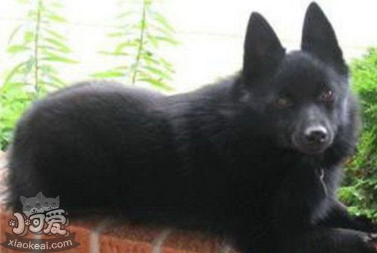 西帕基犬怎么養 西帕基犬飼養方法1