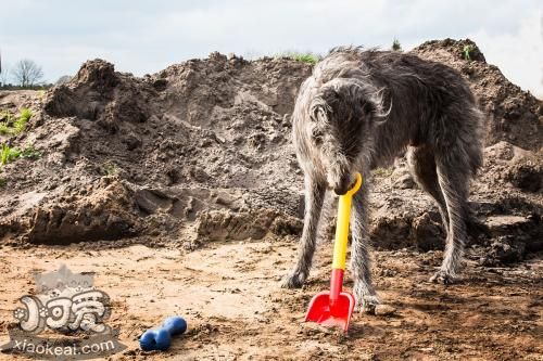 蘇格蘭獵鹿犬好養嗎 蘇格蘭獵鹿犬喂養注意事項
