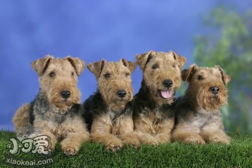 威爾士梗好養嗎 威爾士梗飼養技巧