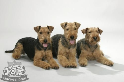 威爾士梗毛發怎么護理 威爾士梗毛發護理教程