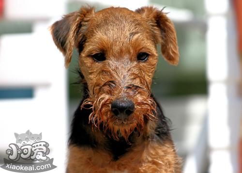 威爾士梗怎么洗澡 威爾士梗洗澡步驟