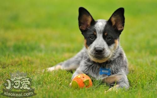 澳大利亞牧牛犬怎么護(hù)理 澳大利亞牧牛犬護(hù)理方法