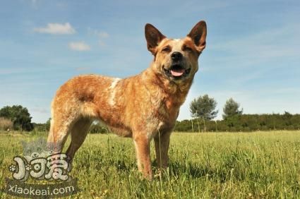 如何給澳大利亞牧牛犬洗澡 澳洲牧牛犬洗澡步驟