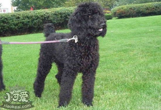 巨型貴賓犬什么東西不能吃 巨型貴賓犬不能吃的食物介紹1