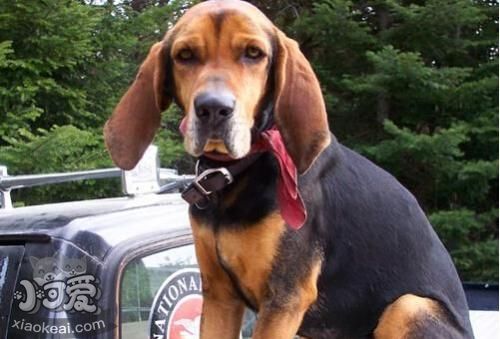 如何給黑褐獵浣熊犬剪指甲 黑褐獵浣熊犬剪指甲教程