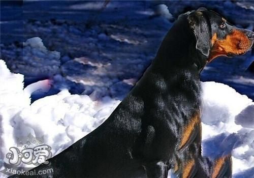 黑褐獵浣熊犬性格怎么樣 黑褐獵浣熊犬性格特點介紹