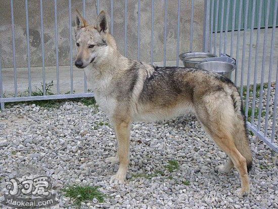 捷克狼犬吃什么狗糧好 捷克狼犬狗糧選擇推薦2