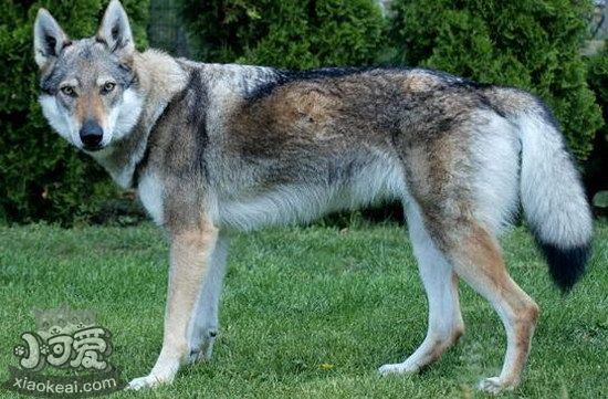 捷克狼犬吃什么狗糧好 捷克狼犬狗糧選擇推薦3